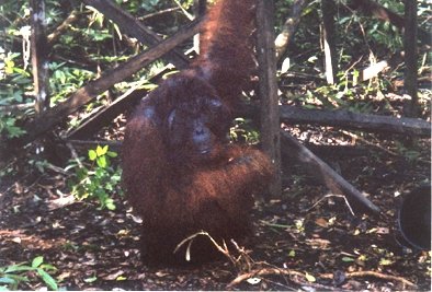 1931374_55564224413_9871_n